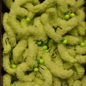 Mega Worm - Chartreuse